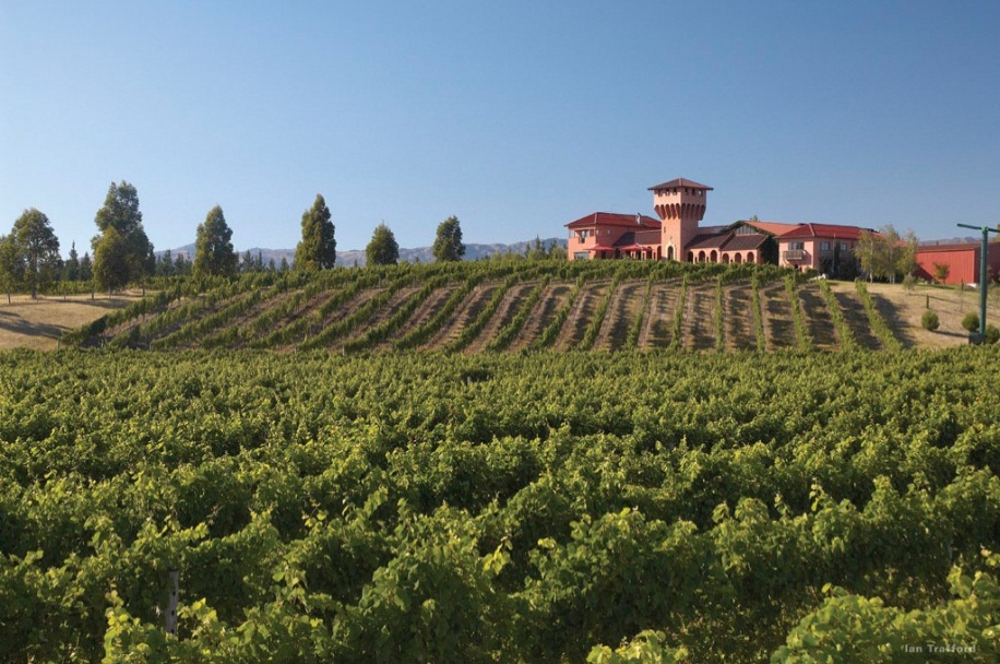 Vignoble - Marlborough - Nouvelle-Zélande