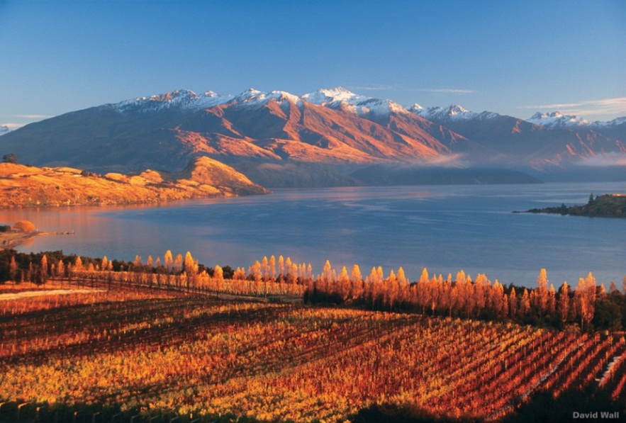 Vignoble - Otago - Nouvelle-Zélande