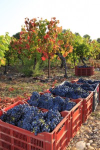 Vendanges 2012 : faibles récoltes en Europe