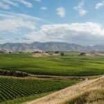 Dégustation : à la découverte des vins de Nouvelle-Zélande