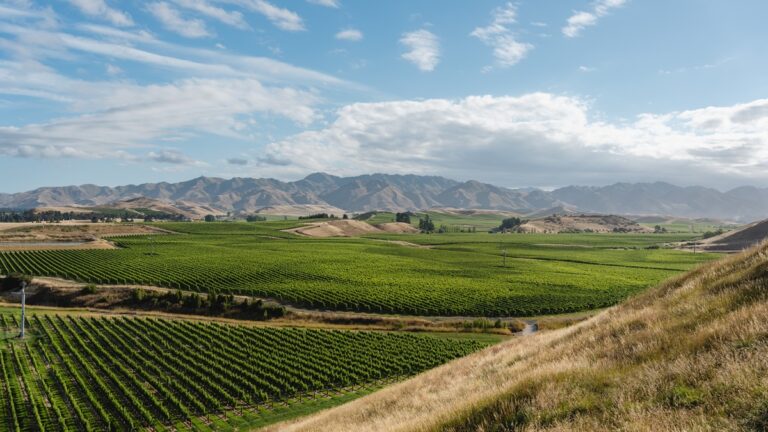 Lire la suite à propos de l’article Dégustation : à la découverte des vins de Nouvelle-Zélande