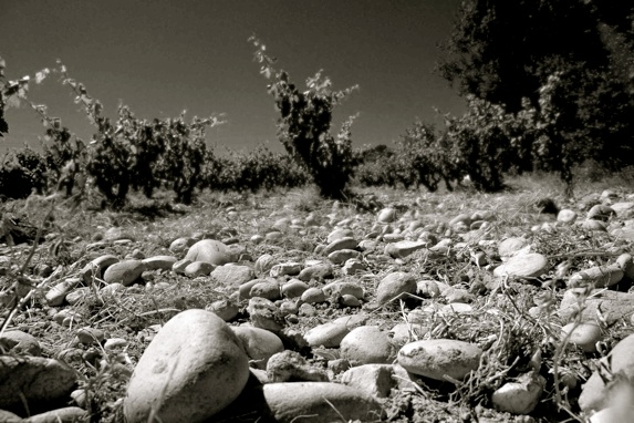 Domaine La Vieille Julienne - Vigne et terroir