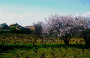 Vue Domaine La Vieille Julienne Printemps