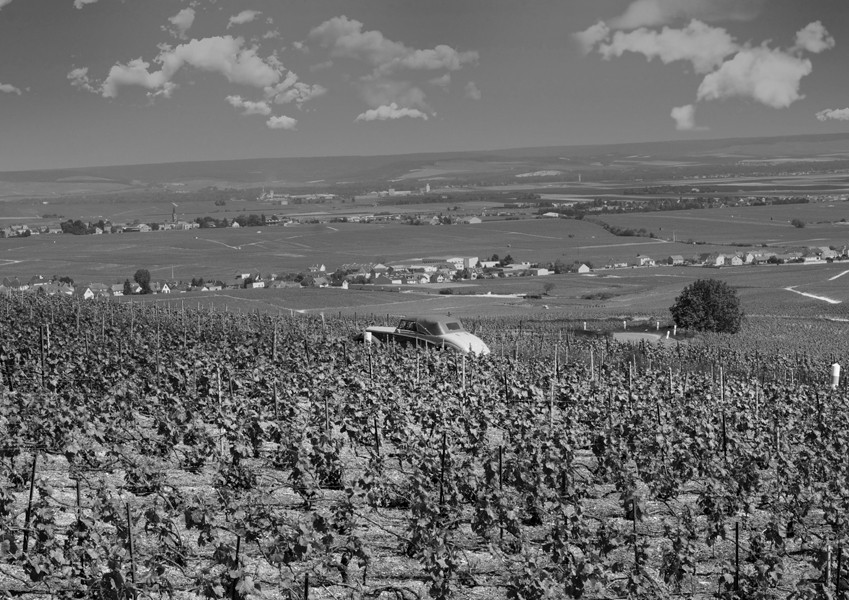 vigne champagne Philippe Gonet vigne champagne Philippe Gonet
