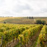 Château Falfas, pionnier de la biodynamie à Bordeaux : retenez bien ce nom
