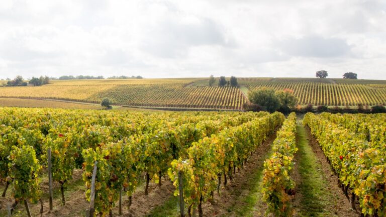 Lire la suite à propos de l’article Château Falfas, pionnier de la biodynamie à Bordeaux : retenez bien ce nom