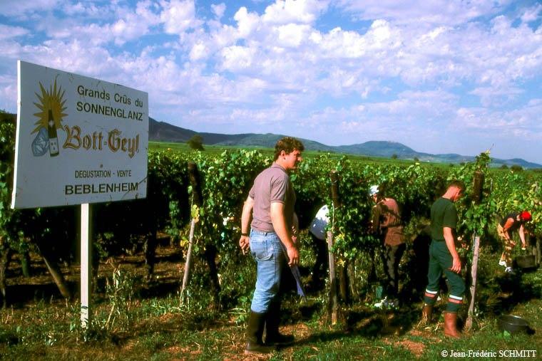 Domaine Bott-Geyl Alsace vin iDealwine vendanges