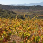 Zoom sur un domaine : Domaine de L’Horizon, la valeur montante du Roussillon