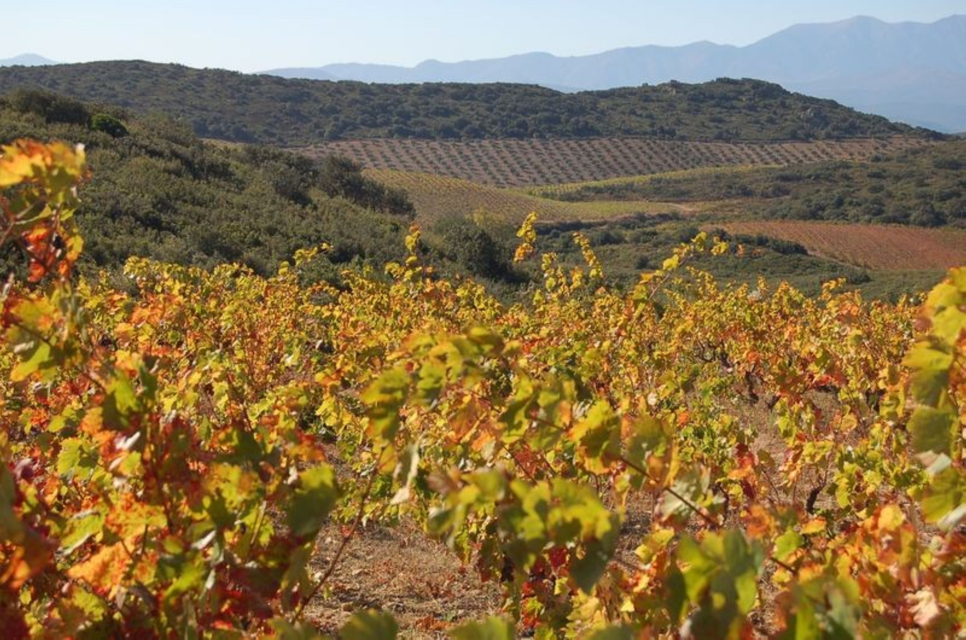 Lire la suite à propos de l’article Zoom sur un domaine : Domaine de L’Horizon, la valeur montante du Roussillon