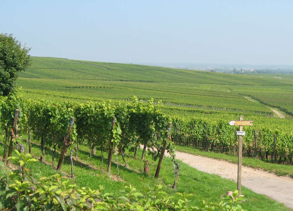 Vignoble_Alsacien