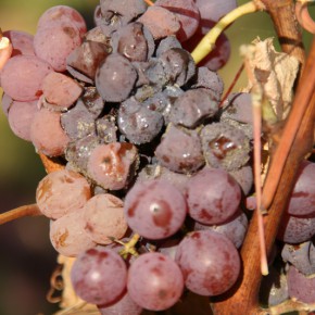 Pourquoi les vins sucrés sont-ils … sucrés ?