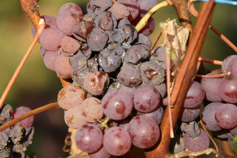 Lire la suite à propos de l’article Pourquoi les vins sucrés sont-ils … sucrés ?