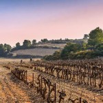 Rivesaltes et Banyuls 1933, 1943, 1953, 1963, 1973, 1983 : six vins doux naturels de légende !