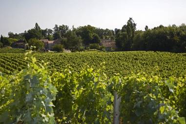 Vignoble1