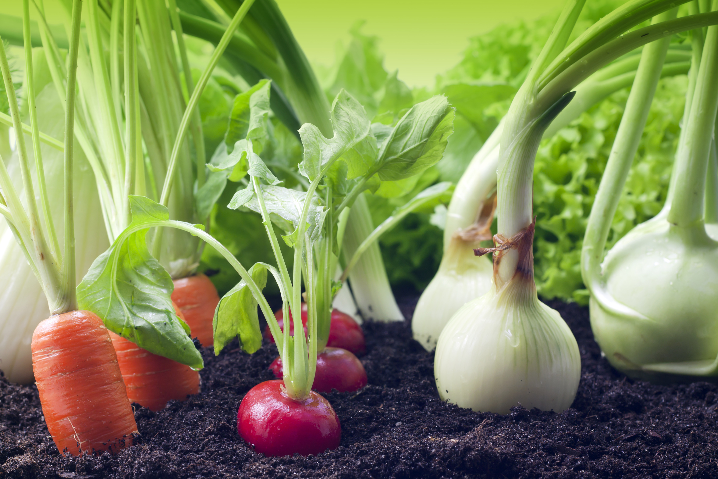 vegetables in the garden