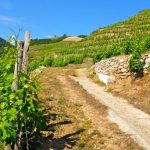 Le domaine du Tunnel : la nouvelle référence du Rhône nord