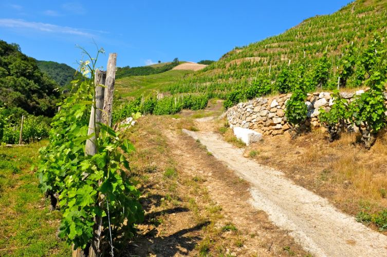 Domaine du Tunnel Rhone nord vin iDealwine