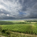 Le domaine Drouhin Vaudon à Chablis : de grands chablis en biodynamie