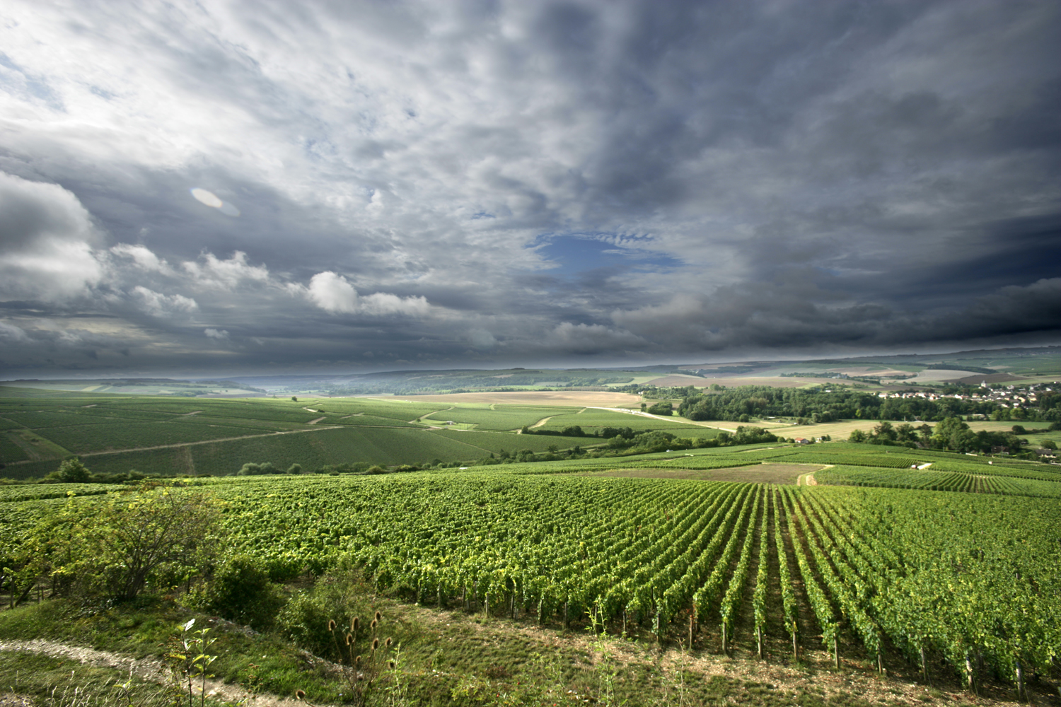 Lire la suite à propos de l’article Le domaine Drouhin Vaudon à Chablis : de grands chablis en biodynamie