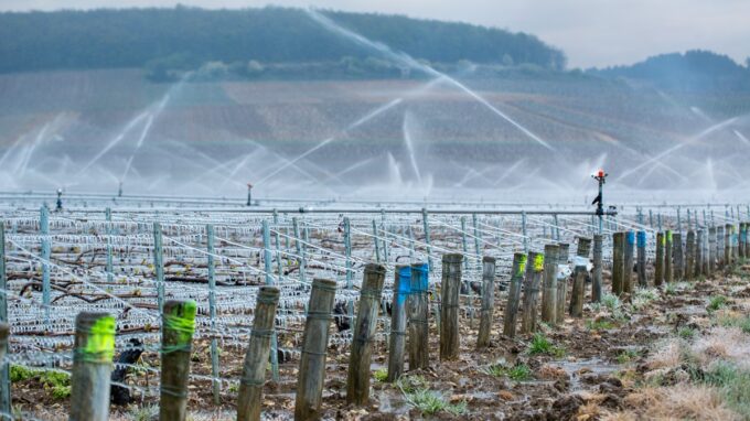 Aspersion vignes chablis gel bourgogne brumisation iDealwine