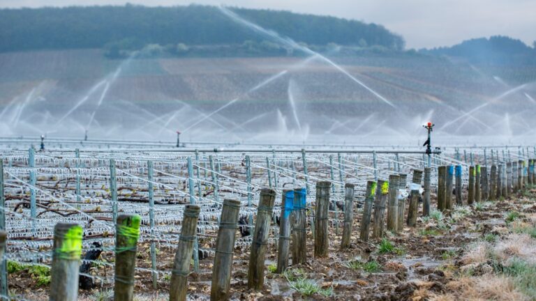 Lire la suite à propos de l’article Comment lutter contre le gel dans les vignes ?