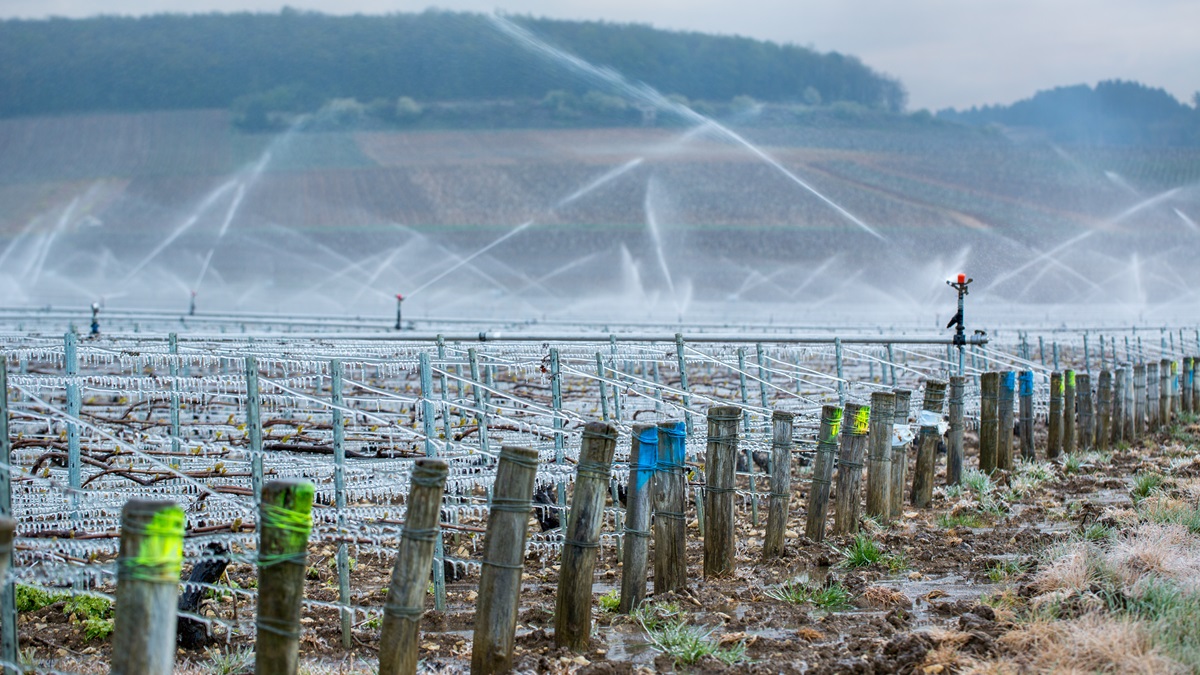 Lire la suite à propos de l’article Comment lutter contre le gel dans les vignes ?