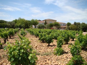 Beaucastel + Vignes