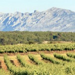 A la découverte des Coteaux Varois en Provence