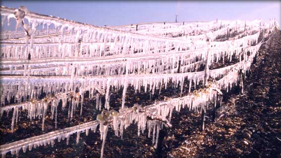 Gel à Chablis