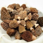 Recette de la semaine : ris de veau aux morilles