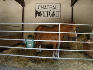 Cheval de labour 