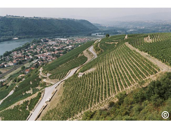 Lire la suite à propos de l’article Les vignobles de condrieu et de la côte-rôtie menacés ?