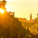 Réchauffement climatique : le vignoble français est-il menacé de disparition ?