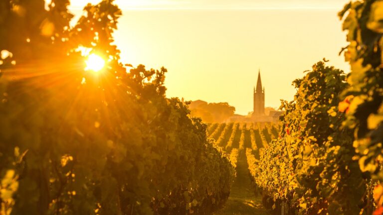 Lire la suite à propos de l’article Réchauffement climatique : le vignoble français est-il menacé de disparition ?