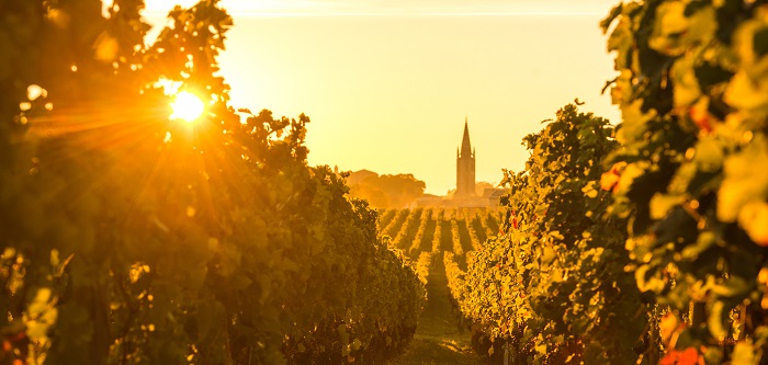 iDealwine Changement climatique vignoble français saint emilion