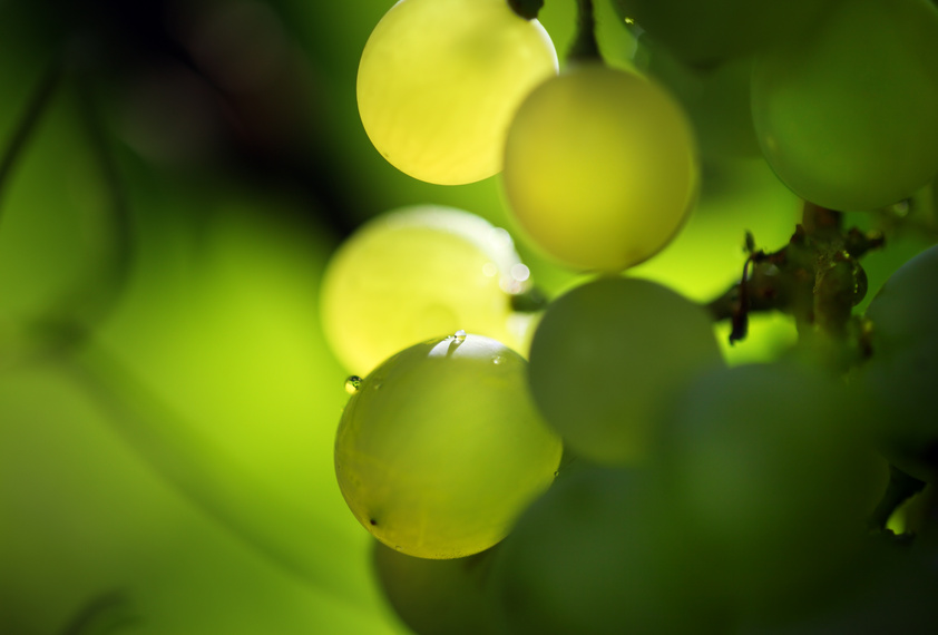 Lire la suite à propos de l’article Ventes aux enchères : le retour des grands vins blancs de Bourgogne