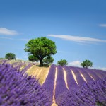 Les accords régionaux de vos vacances : la cuisine de Provence (2)