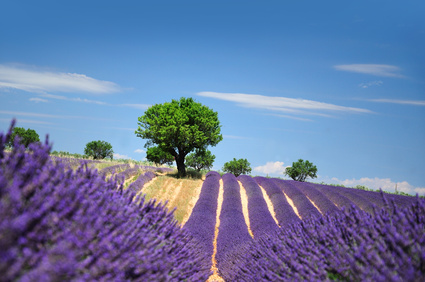 Lavender field. The plateau of Valensole in Provence