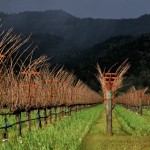 La famille Pinault, propriétaire de Château Latour, investit dans la Napa Valley