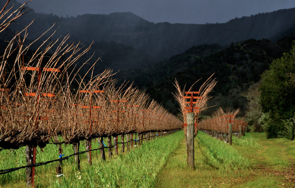 araujo estate