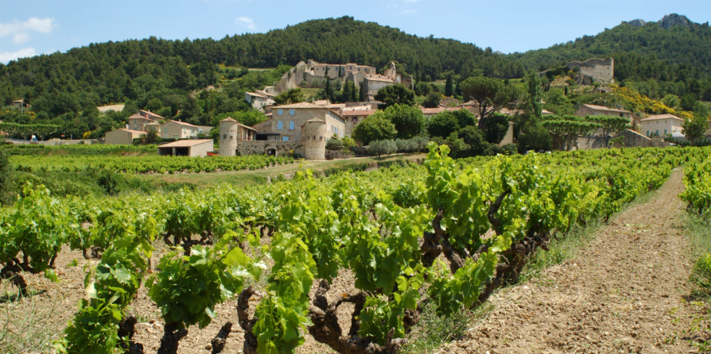 vigne beaujolais