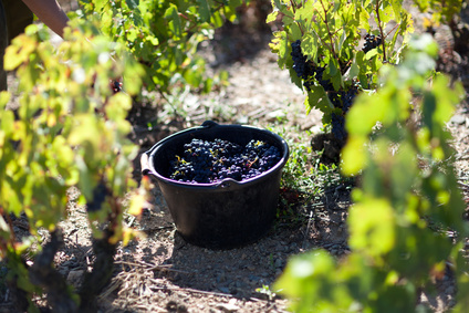 Lire la suite à propos de l’article Tour d’horizon sur les vendanges 2013