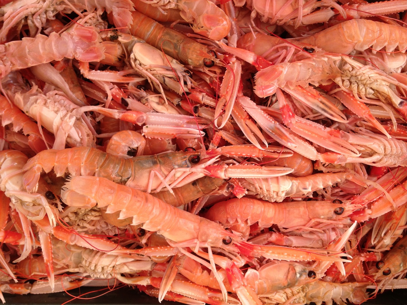 Lire la suite à propos de l’article Recette de la semaine – Orecchiette aux langoustines