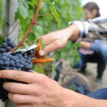 Les vendanges, mode d’emploi