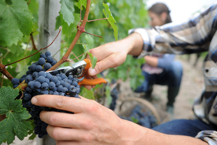 Lire la suite à propos de l’article Les vendanges, mode d’emploi