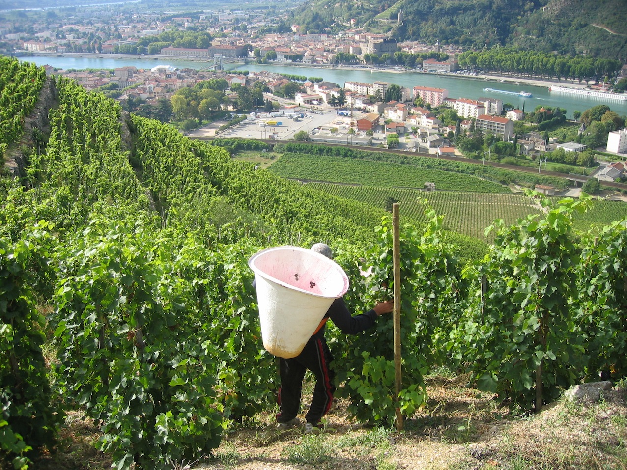 Lire la suite à propos de l’article Delas, une référence incontournable du Rhône nord