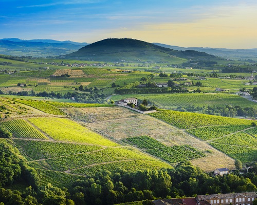 Lire la suite à propos de l’article Beaujolais : 10 crus, qui l’eût cru ?