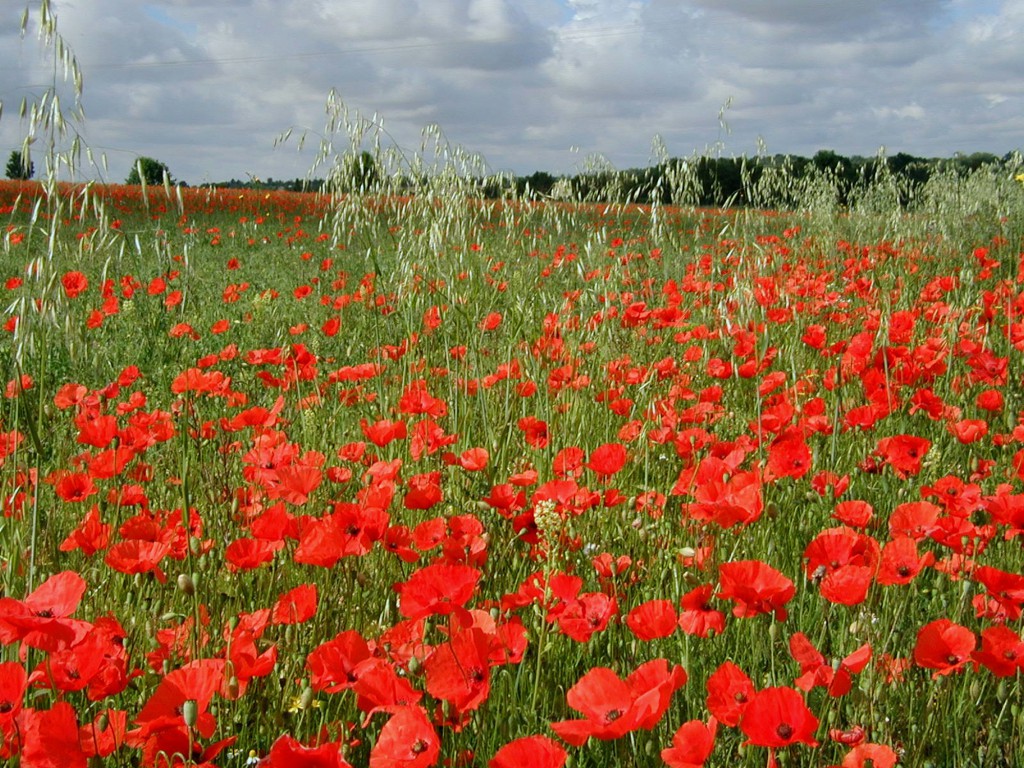 coquelicots champagne