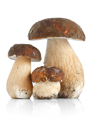 Tre funghi porcini - Three Boletus Edulis mushrooms