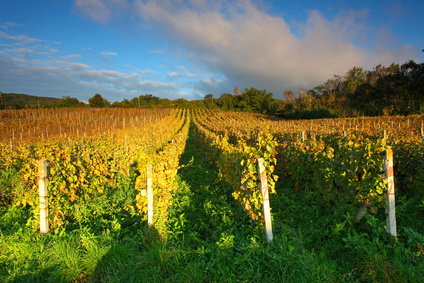 Vignes leve du soleil